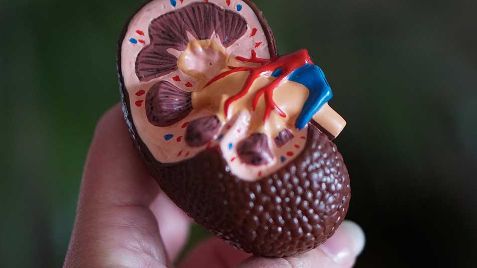 Kidney health awareness